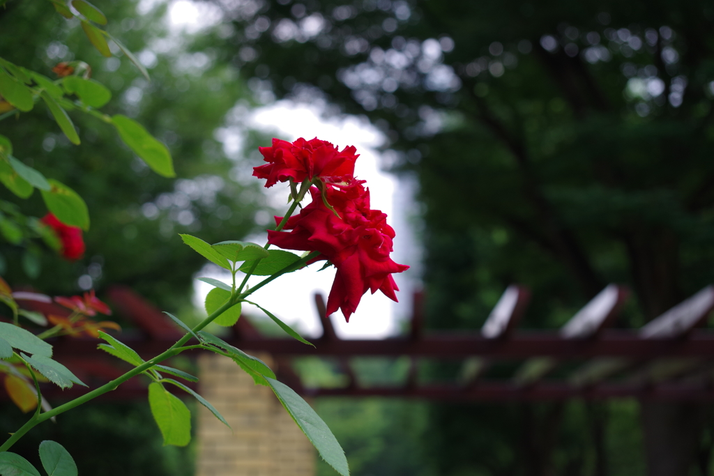 バラ_新宿中央公園