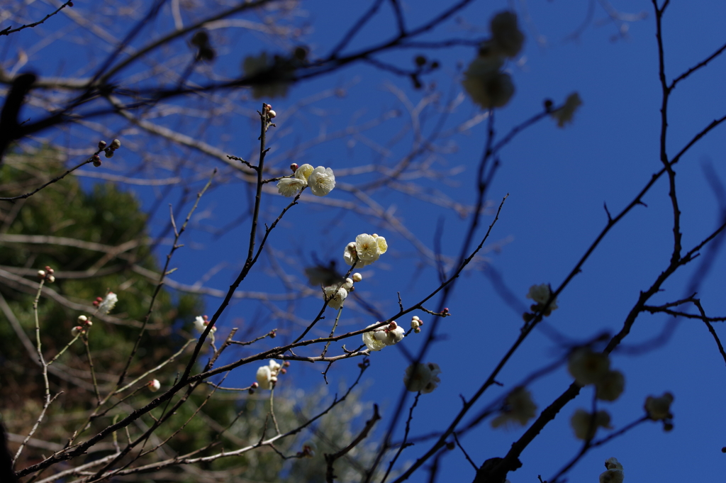 梅_林芙美子記念館