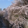 神田川の桜