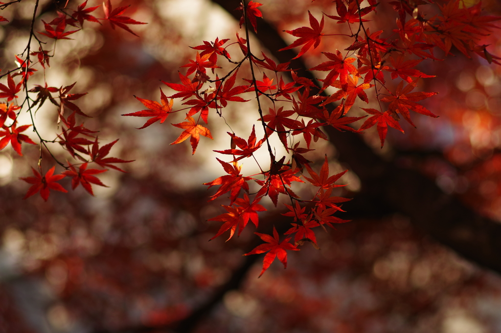 紅葉_高円寺