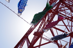 若鯉、光を捉える