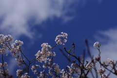 神代曙_神代植物公園