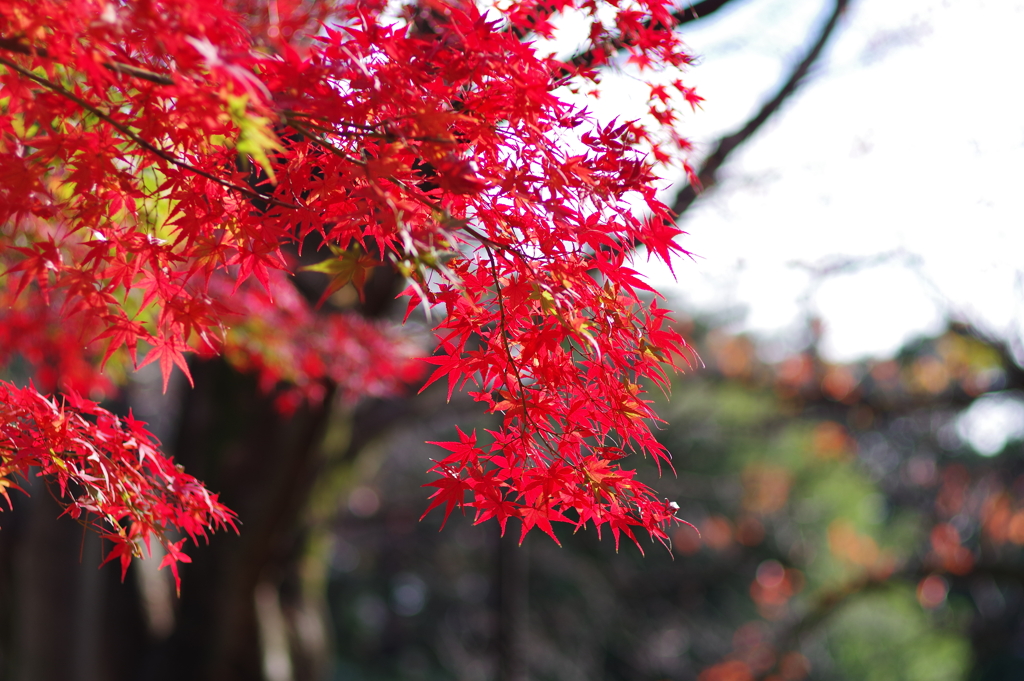 紅葉_蚕糸の森公園