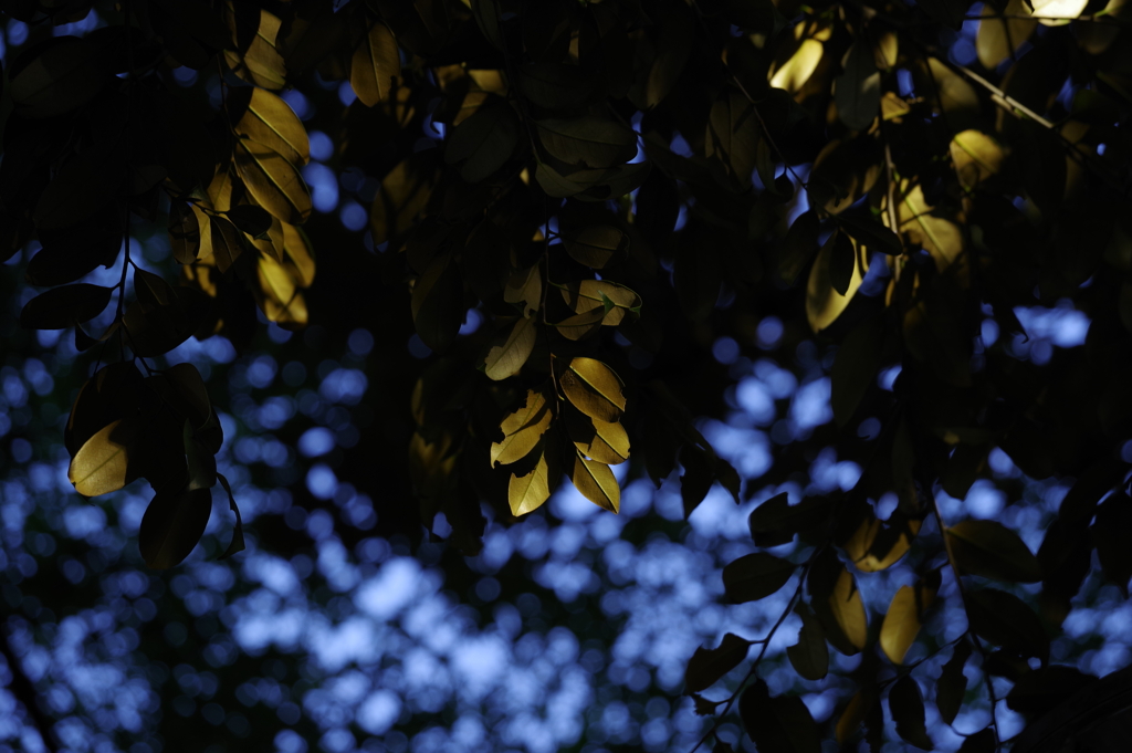 夕日_紅葉山公園