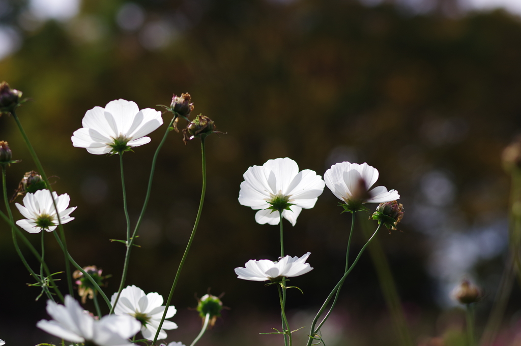 秋桜_昭和記念公園