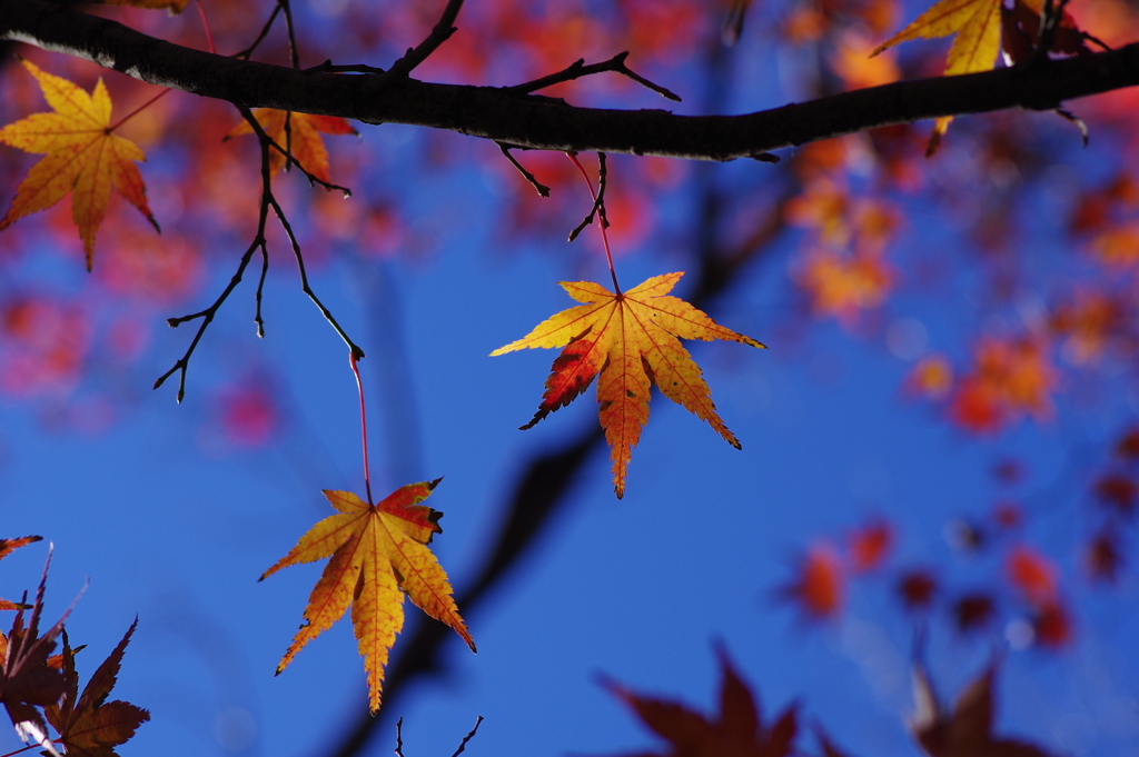 紅葉_高円寺