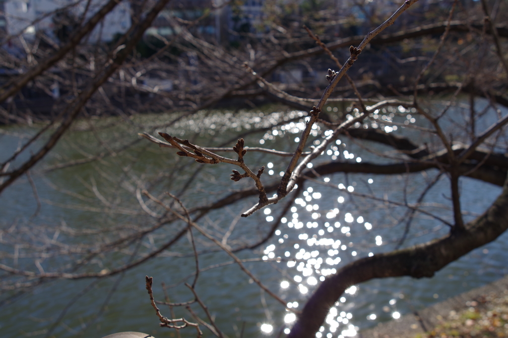 桜のつぼみ_外濠公園