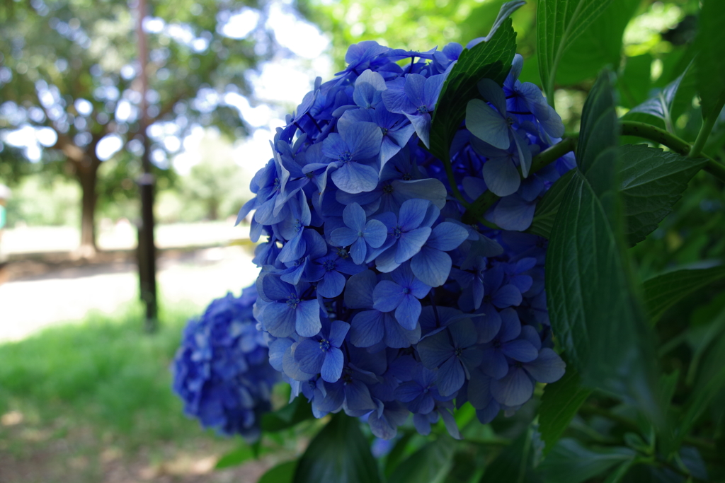 アジサイ_井の頭恩賜公園