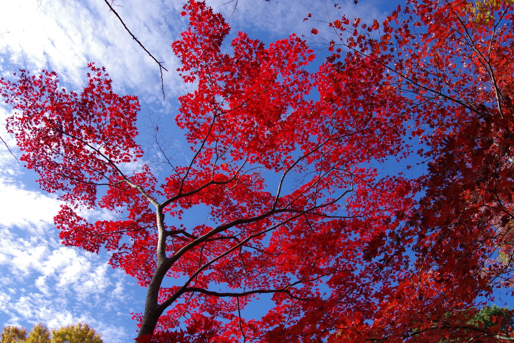 紅葉_大田黒公園