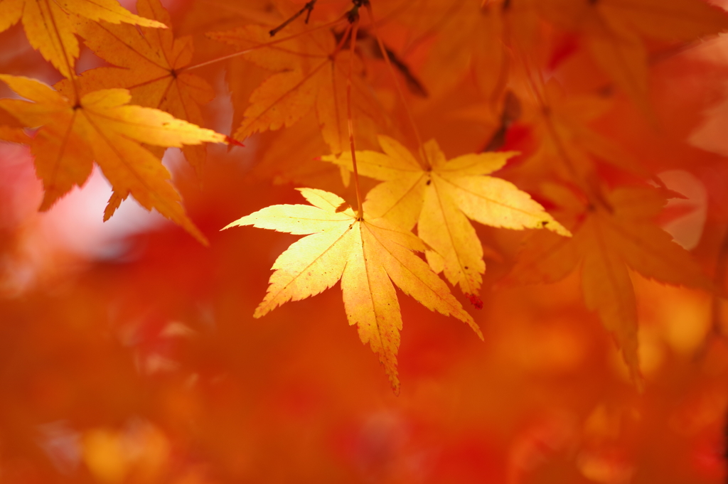 紅葉_紅葉山公園