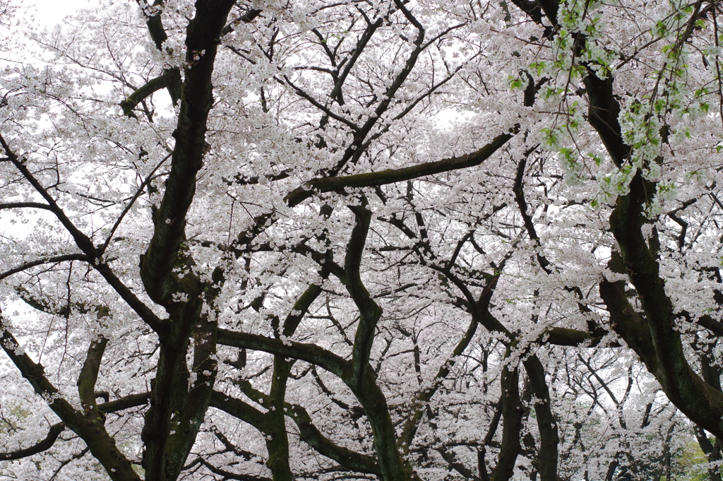 桜園地_新宿御苑