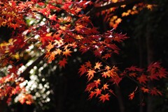 紅葉_高円寺