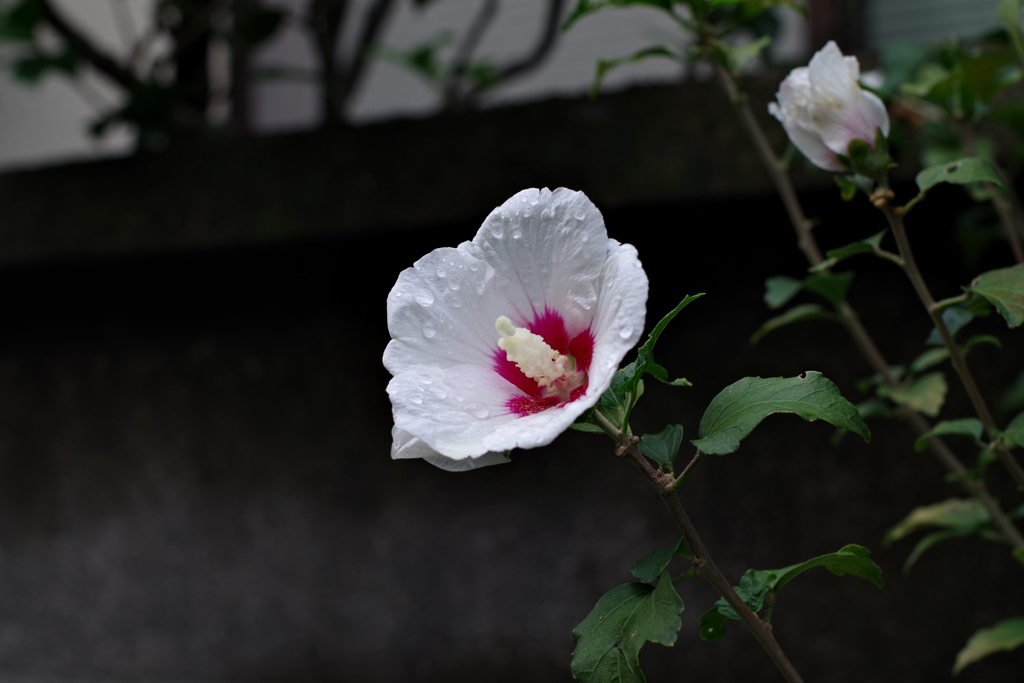 秋雨_桃園川緑道
