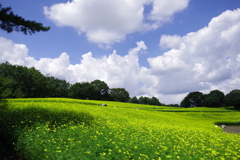 レモンブライト_昭和記念公園