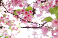 大寒桜_新井薬師