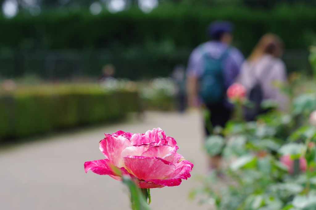バラ_神代植物公園
