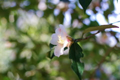 椿_神代植物公園