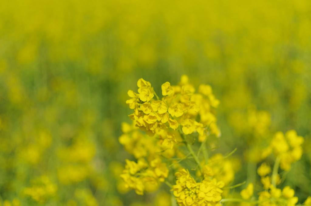 菜の花_浜離宮恩賜庭園