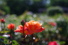 バラ_神代植物公園