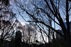 春の夕暮れ_新宿中央公園