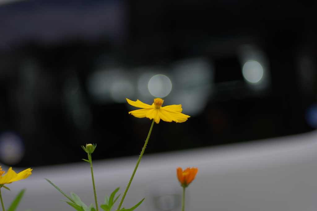 キバナコスモス_桃園川緑道