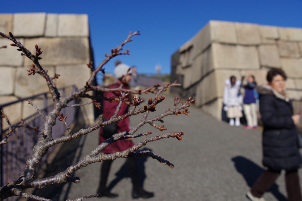 桜の蕾_天守台_皇居東御苑