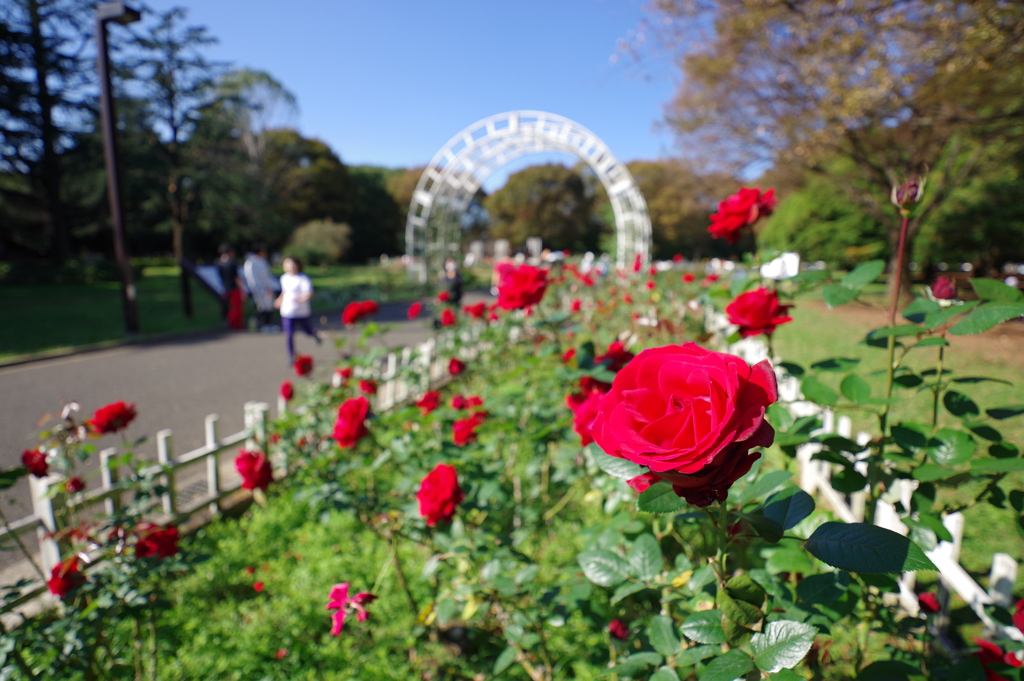 バラ_代々木公園