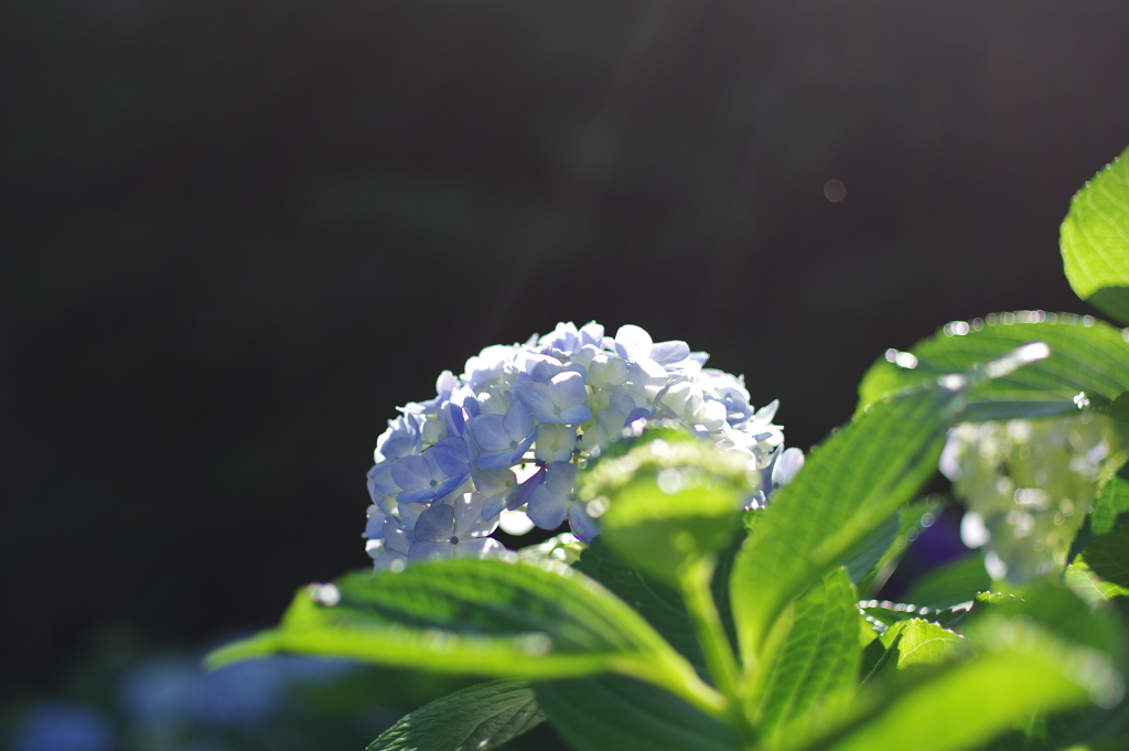 紫陽花_妙法寺
