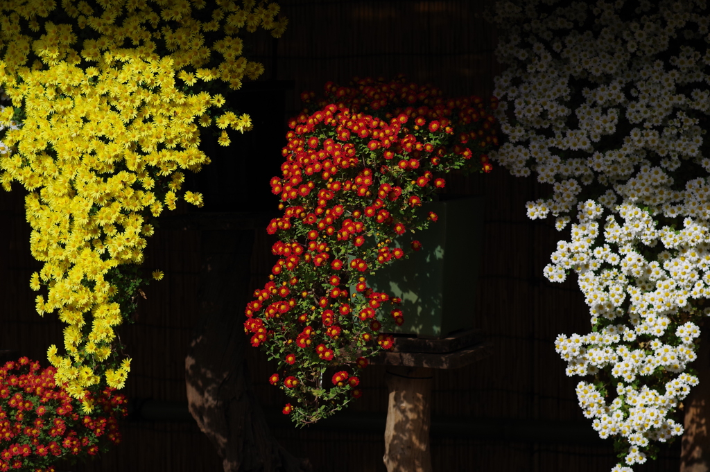 菊花壇展_新宿御苑