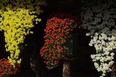 菊花壇展_新宿御苑