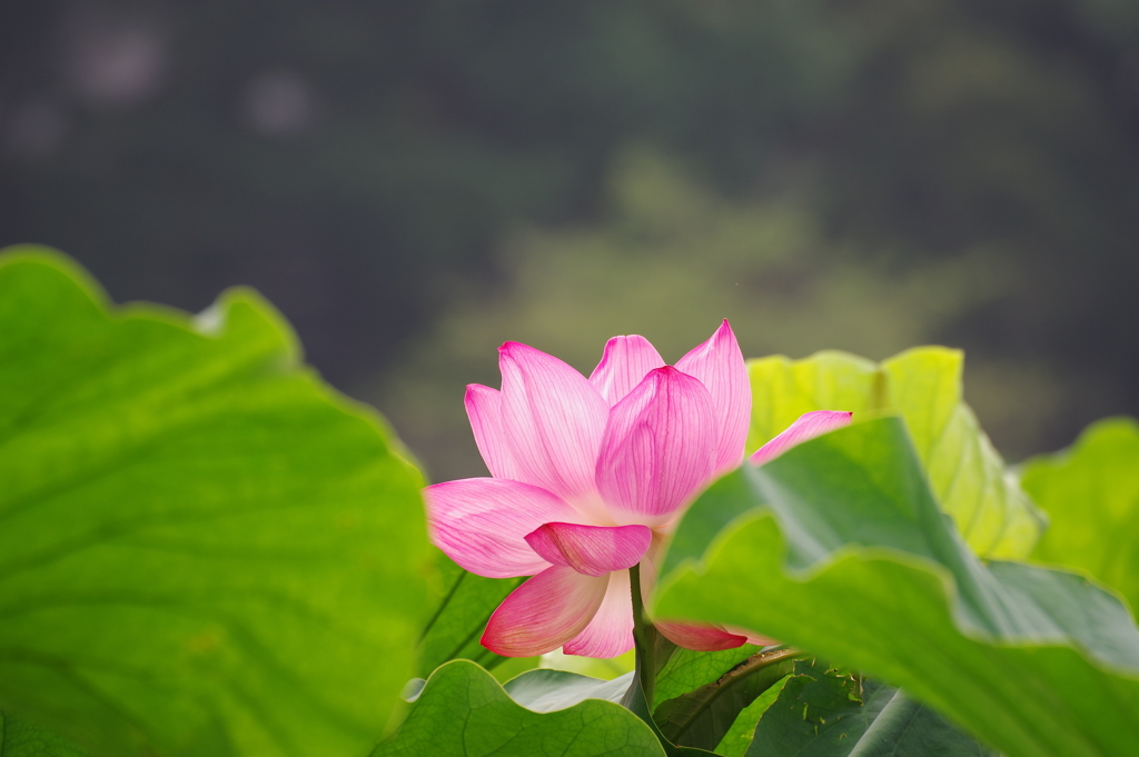 蓮_不忍池