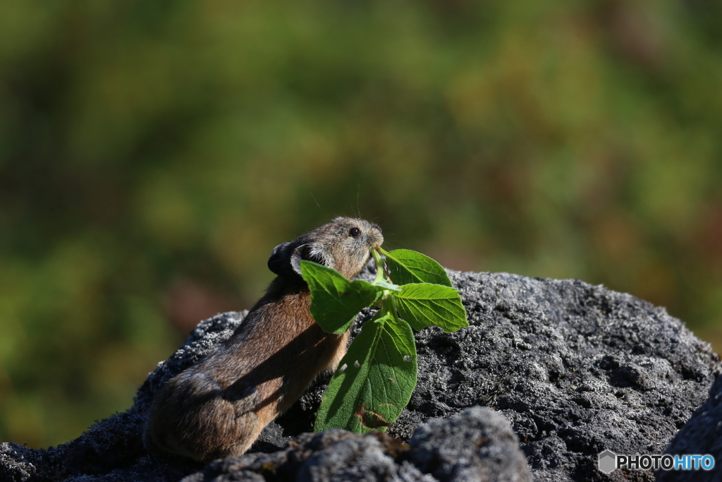 望岳台のナキウサギ