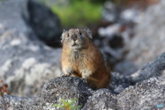 望岳台のナキウサギ