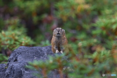 カメラを見つめるナキウサギ