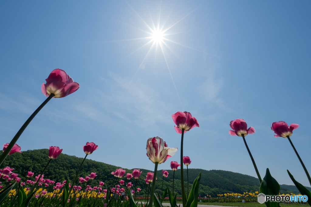 太陽に向かって