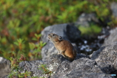 望岳台のナキウサギ