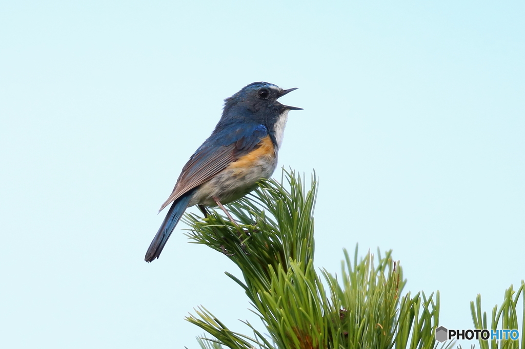 歌うルリビタキ