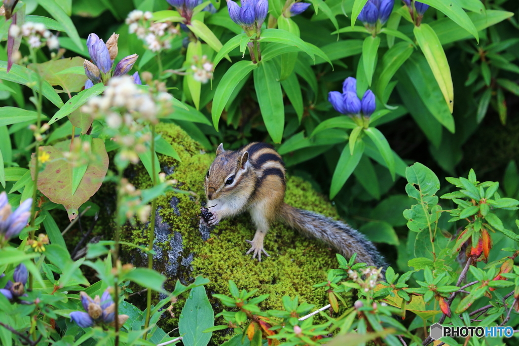 お食事中のシマリス