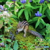 お食事中のシマリス