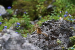 ほっぺを膨らませるシマリス