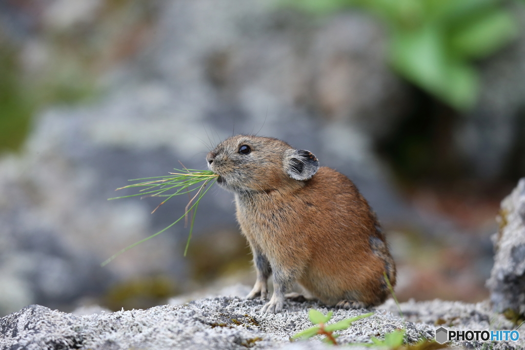 草を食べるナキウサギ