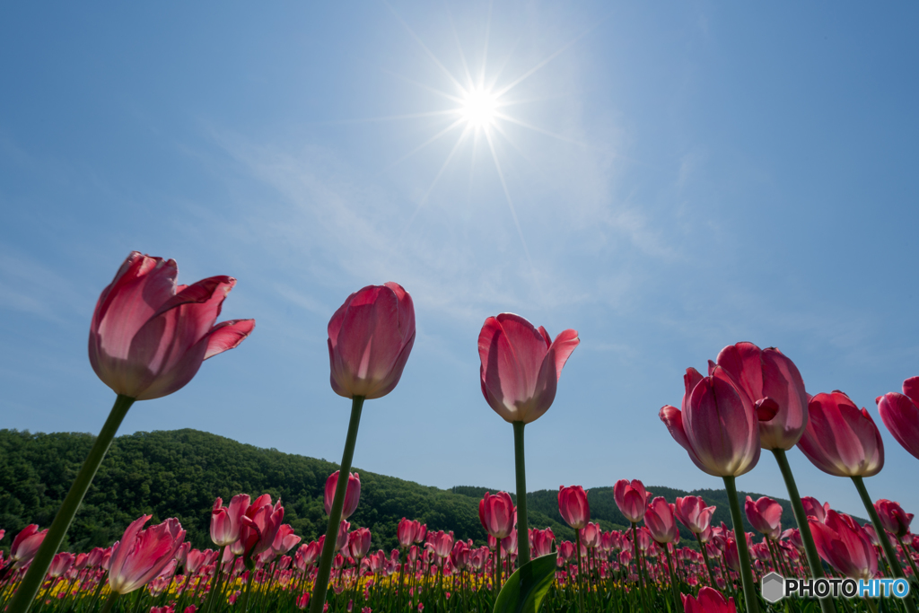 太陽に向かって