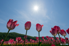 太陽に向かって