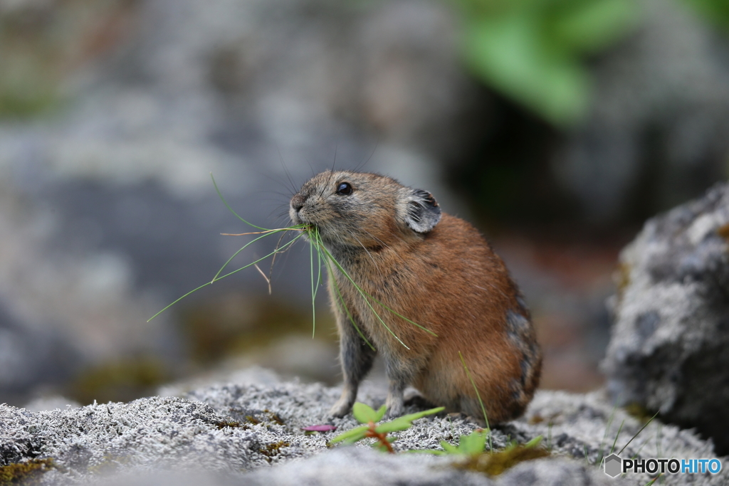 草を食べるナキウサギ