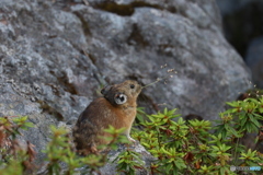 望岳台のナキウサギ