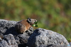 望岳台のナキウサギ