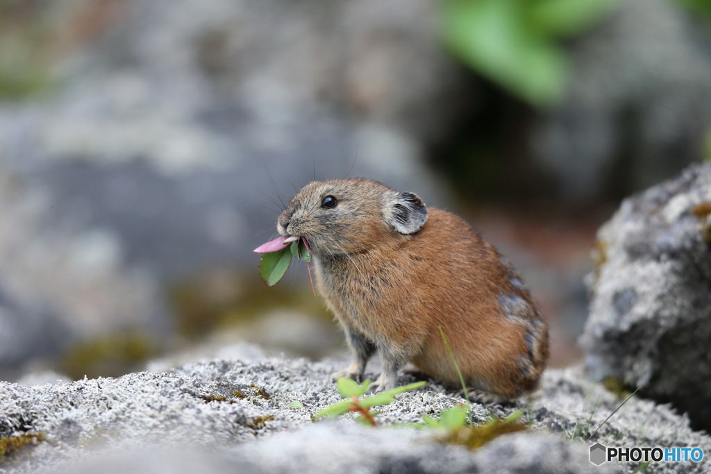 草を食べるナキウサギ