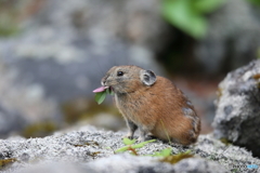 草を食べるナキウサギ