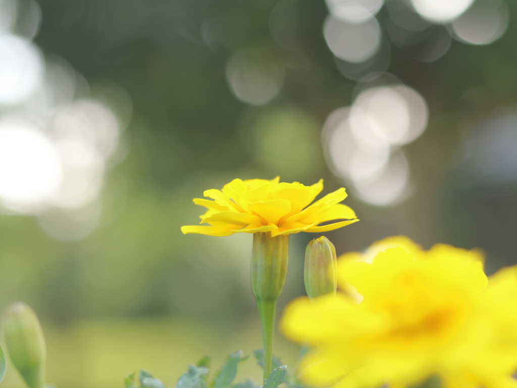 黄色の花