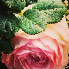 雨上がりの薔薇